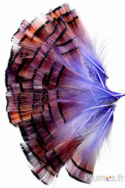 Goldfasan - 4-6 cm - goldorange-violett